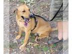 Redbone Coonhound Mix DOG FOR ADOPTION RGADN-1173643 - EJ - Redbone Coonhound /