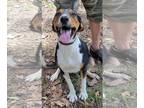 Beagle-English Foxhound Mix DOG FOR ADOPTION RGADN-1173644 - Barney - Foxhound /