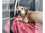 Black Mouth Cur Mix DOG FOR ADOPTION RGADN-1173651 - Kovu - Black Mouth Cur /