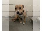 American Pit Bull Terrier DOG FOR ADOPTION RGADN-1173663 - *CORKY - Pit Bull