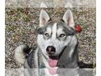 Siberian Husky DOG FOR ADOPTION RGADN-1173674 - Ralphie A415387 - Siberian Husky