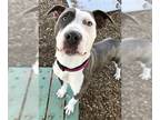 American Pit Bull Terrier DOG FOR ADOPTION RGADN-1173676 - Phillip A417359 - Pit