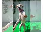 Jack Russell Terrier Mix DOG FOR ADOPTION RGADN-1173677 - Regis - Jack Russell