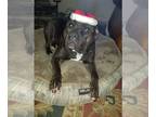 Staffordshire Bull Terrier Mix DOG FOR ADOPTION RGADN-1173680 - FOXY -