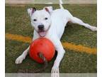 American Staffordshire Terrier Mix DOG FOR ADOPTION RGADN-1173681 - LENNY -