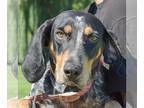 Bluetick Coonhound DOG FOR ADOPTION RGADN-1173690 - Lucie - Bluetick Coonhound