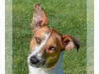 Collie-Greyhound Mix DOG FOR ADOPTION RGADN-1173693 - Santo - Collie / Greyhound