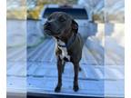 American Pit Bull Terrier-Dachshund Mix DOG FOR ADOPTION RGADN-1173701 - Maisy -