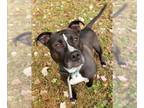American Pit Bull Terrier DOG FOR ADOPTION RGADN-1173706 - PAGENINETYNINE - Pit