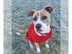 American Pit Bull Terrier Mix DOG FOR ADOPTION RGADN-1173738 - Nina - Pit Bull