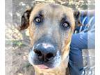 Black Mouth Cur Mix DOG FOR ADOPTION RGADN-1173750 - Jorts - Shepherd / Black