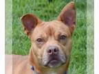 American Staffordshire Terrier-Boxer Mix DOG FOR ADOPTION RGADN-1173756 - Mr