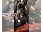 Boxer DOG FOR ADOPTION RGADN-1173759 - Cleo - Boxer (short coat) Dog For