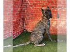 Presa Canario DOG FOR ADOPTION RGADN-1173761 - Moolah - Presa Canario Dog For