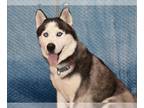 Siberian Husky DOG FOR ADOPTION RGADN-1173768 - LANDO - Siberian Husky (medium