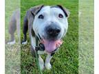 American Pit Bull Terrier Mix DOG FOR ADOPTION RGADN-1173772 - Poker - Pit Bull