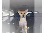 Carolina Dog Mix DOG FOR ADOPTION RGADN-1173779 - Luci - Carolina Dog / Mixed
