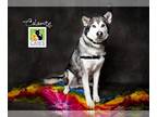 Mix DOG FOR ADOPTION RGADN-1173785 - Calamity - Husky Dog For Adoption