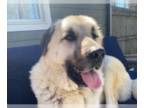 Anatolian Shepherd DOG FOR ADOPTION RGADN-1173786 - VIRGINIA