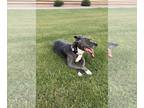 American Staffordshire Terrier Mix DOG FOR ADOPTION RGADN-1173793 - QUEEN -