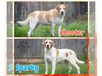 Labrador Retriever Mix DOG FOR ADOPTION RGADN-1173798 - Shooter & Sparky -
