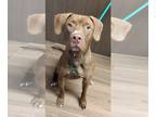 Labrador Retriever Mix DOG FOR ADOPTION RGADN-1173800 - Bach - Labrador