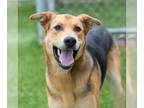 German Shepherd Dog Mix DOG FOR ADOPTION RGADN-1173804 - *BROWNIE - German