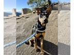 Doberman Pinscher Mix DOG FOR ADOPTION RGADN-1173822 - Antena - Shepherd /