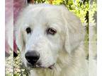 Great Pyrenees DOG FOR ADOPTION RGADN-1173846 - Jelly - Great Pyrenees (long