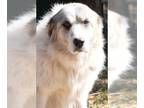 Great Pyrenees DOG FOR ADOPTION RGADN-1173847 - Eugenia - Great Pyrenees /