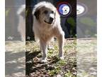 Great Pyrenees DOG FOR ADOPTION RGADN-1173848 - Juliette - Great Pyrenees /