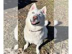 Siberian Husky DOG FOR ADOPTION RGADN-1173852 - Iris - Siberian Husky (medium