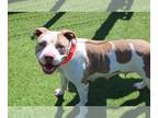 American Pit Bull Terrier DOG FOR ADOPTION RGADN-1173856 - CASSIE - Pit Bull