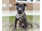 American Pit Bull Terrier DOG FOR ADOPTION RGADN-1173859 - Armadillo in
