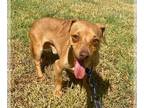 Chiweenie DOG FOR ADOPTION RGADN-1173867 - Tonka Bonded with Chico - Dynamic Duo