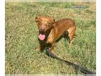 Chiweenie DOG FOR ADOPTION RGADN-1173868 - Chico Bonded with Tonka - Dynamic Duo