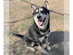 Siberian Husky Mix DOG FOR ADOPTION RGADN-1173876 - KAI - Siberian Husky / Mixed