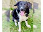 Border Collie DOG FOR ADOPTION RGADN-1173880 - Jimmy - Border Collie (medium