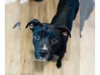 American Staffordshire Terrier Mix DOG FOR ADOPTION RGADN-1173881 - Blade -
