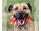 Boxer Mix DOG FOR ADOPTION RGADN-1173885 - Mack *CL - Boxer / Shepherd / Mixed