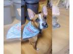 Boxer-Carolina Dog Mix DOG FOR ADOPTION RGADN-1173894 - Barney - Boxer /