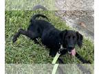 Field Spaniel Mix DOG FOR ADOPTION RGADN-1173895 - Dexter - Field Spaniel /