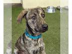 Plott Hound Mix DOG FOR ADOPTION RGADN-1173898 - Pablo - Plott Hound / Mixed