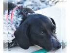 Dachshund DOG FOR ADOPTION RGADN-1173899 - Clover in VA - Dachshund (short coat)