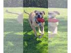 Bullboxer Pit DOG FOR ADOPTION RGADN-1173903 - Kandi - Boxer / Pit Bull Terrier