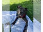 American Pit Bull Terrier Mix DOG FOR ADOPTION RGADN-1173907 - Esme - Pit Bull