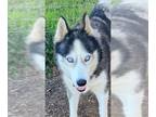 Mix DOG FOR ADOPTION RGADN-1173912 - Misty - Husky (medium coat) Dog For