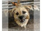 Border Terrier-Cairn Terrier Mix DOG FOR ADOPTION RGADN-1173914 - CAMILLA -