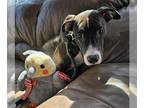 American Staffordshire Terrier Mix DOG FOR ADOPTION RGADN-1173918 - STEFAN -