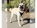 Pug-Shiba Inu Mix DOG FOR ADOPTION RGADN-1173919 - Pippa - Pug / Shiba Inu /